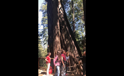 Ninth graders on  boardwalk at the base of a very large tree